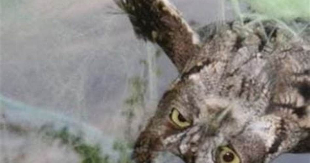 Birds Trapped in Fake Spider Webs |