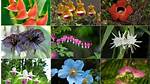 Blooming Wonders: the Fascinating World of Flowers