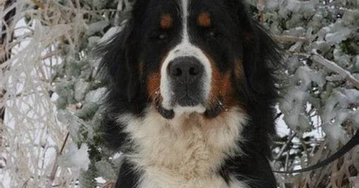 Burmese Mountain Dog: the Majestic Canine Companion