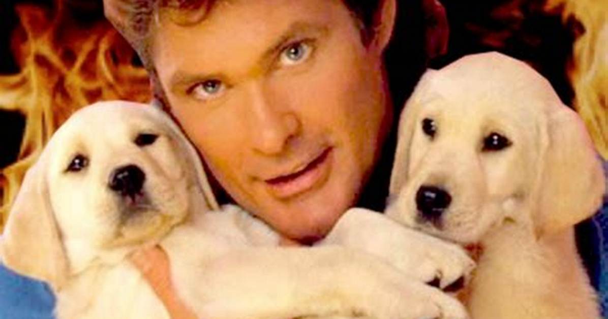 David Hasselhoff and His Adorable Puppies: a Heartwarming Journey