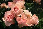 Discovering the Allure of Lens Roses: a Floral Revolution