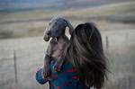 Discovering the Charm of Skirby Dogs