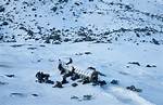 Does Numa Turcatti Survive or Die in Society of the Snow? ·