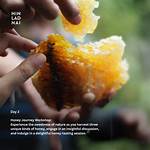 Experience the Sweetness of Luana Honey: Nature's Golden Treasure