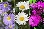 Exploring the World of Daisy Blooms: the Tiktok Sensation