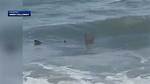 Hilton Head Shark Attacks 2024: What You Need to Know