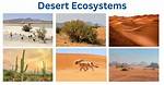How Are the Desert and Tundra Ecosystems Similar?