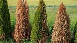 How Do You Treat Brown Arborvitae? ·