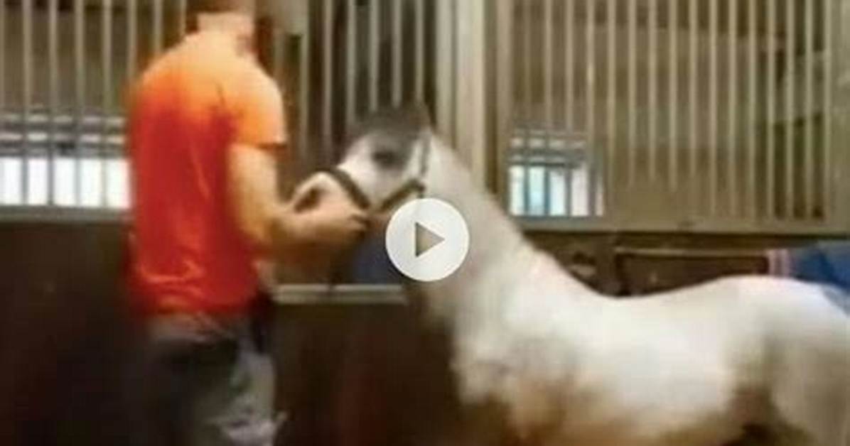 Insights into the "Michael Hanley Horse Video Mr Hands Original"