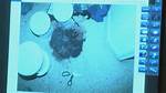 Joel Guy Jr Crime Scene Photos: Uncovering the Gruesome Details