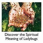 Ladybugs and Legislation: the Unique Connection of Lindsey Graham's Ladybugs