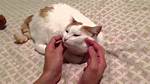 Nikki Cat Suraj: a Life Remembered and the Circumstances Surrounding His Death