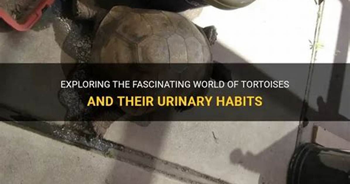 Pee Desperation Videos: Exploring the Fascinating World of Urgency and Relief