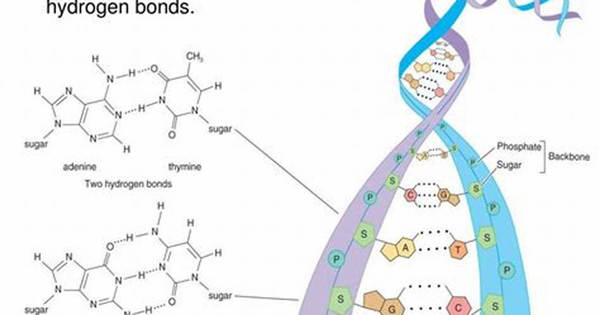 Understanding the Bonds: How Are Complementary Strands of Dna Held Together?
