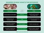 Unveiling the Difference Between Kelp and Seaweed: a Comprehensive Guide