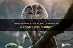 Unveiling the Mystique of the Tawny Kitsen