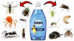 Will Dish Soap Kill Maggots?